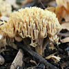 Coral mushroom