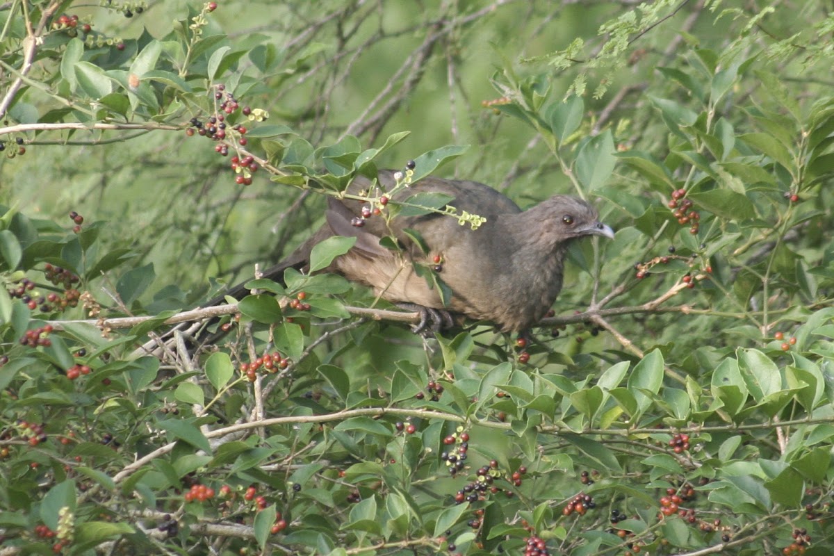 Plain Chachalaca