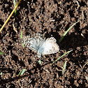 Tropical Checkered Skipper Pyrgus oileus