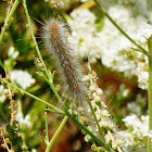 Gypsy Moth Caterpillar