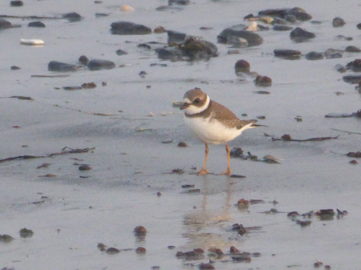 Semipalmated Plover