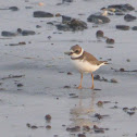 Semipalmated Plover