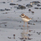 Semipalmated Plover