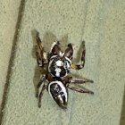 Jumping Spider