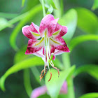 Oriental Lily