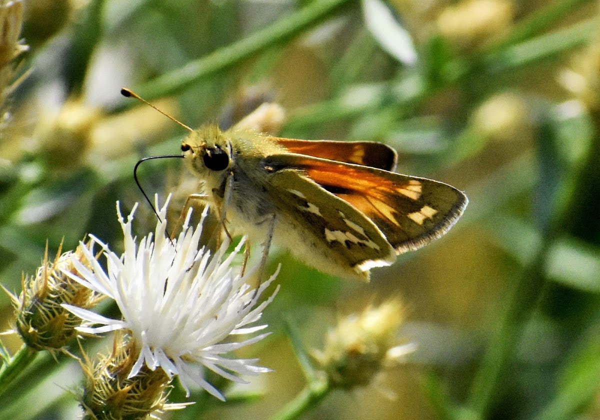 Jagged-border skipper