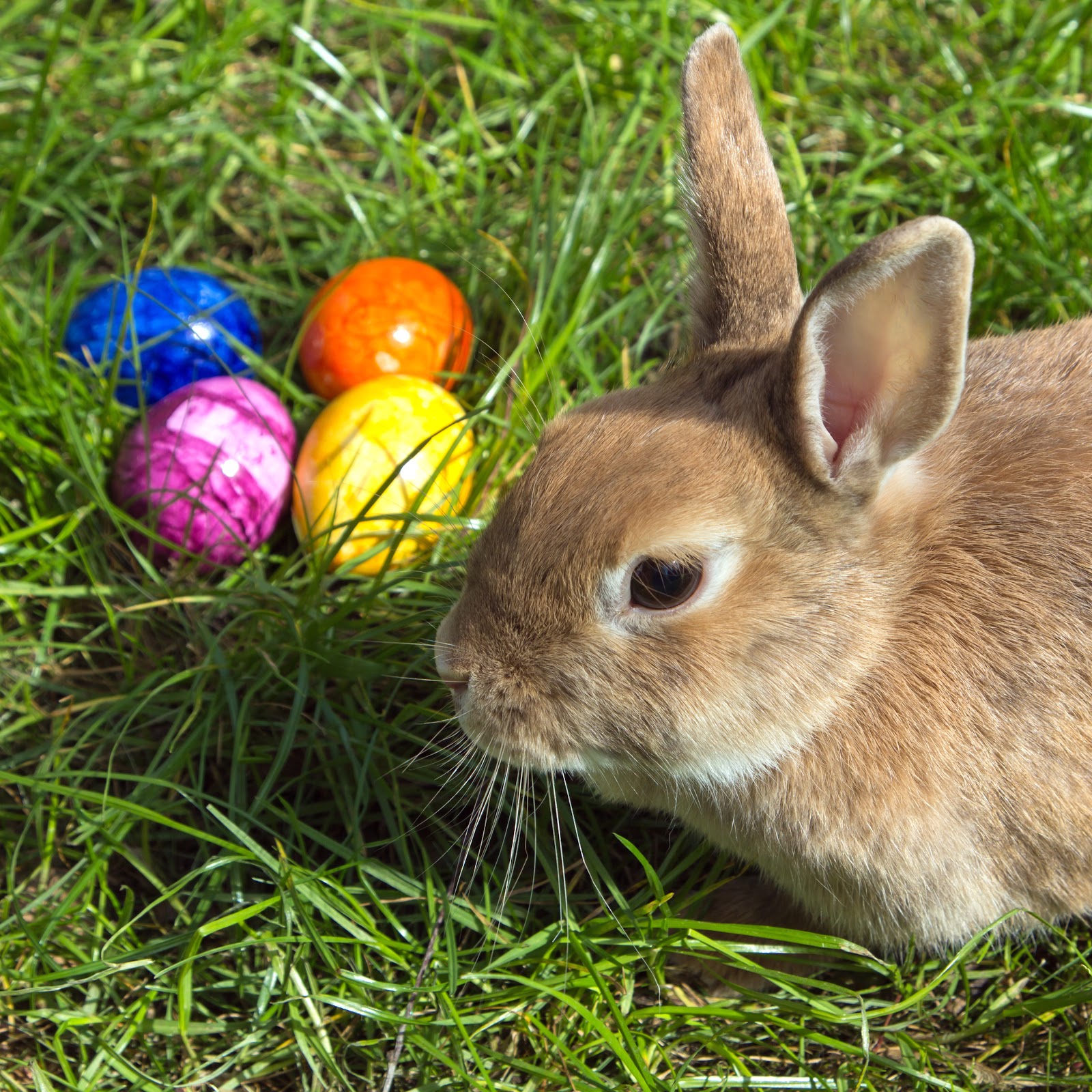 File:Easterbunny 1.jpg