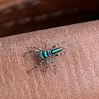 Peacock Jumping Spider