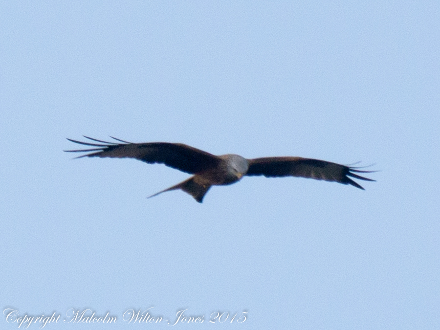 Red Kite