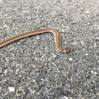 Brown snake