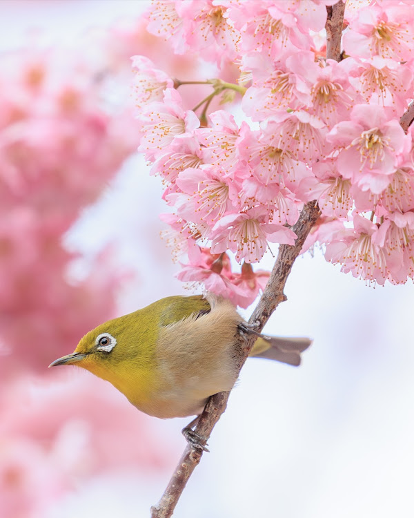 クロストレックの春の風物詩と愛車・メジロ・寒桜に関するカスタム事例の投稿画像4枚目