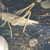 unidentified grasshopper/cricket/katydid