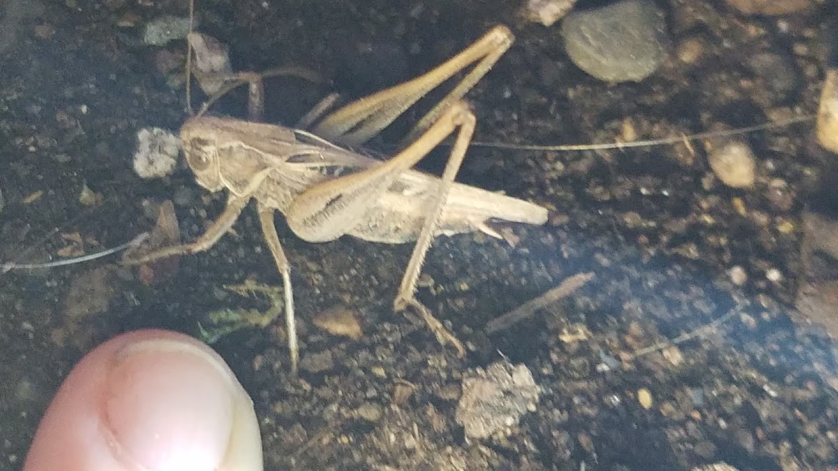 unidentified grasshopper/cricket/katydid