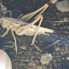 unidentified grasshopper/cricket/katydid