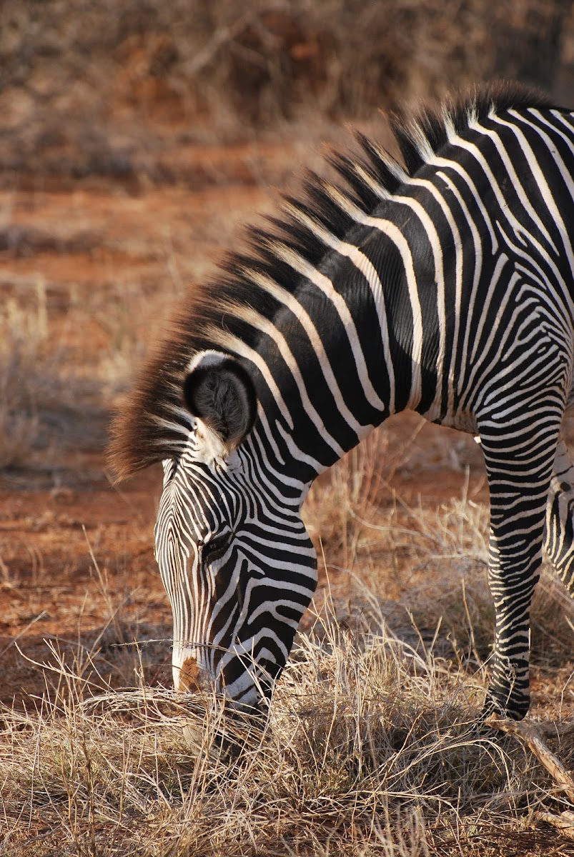 Grévy's zebra