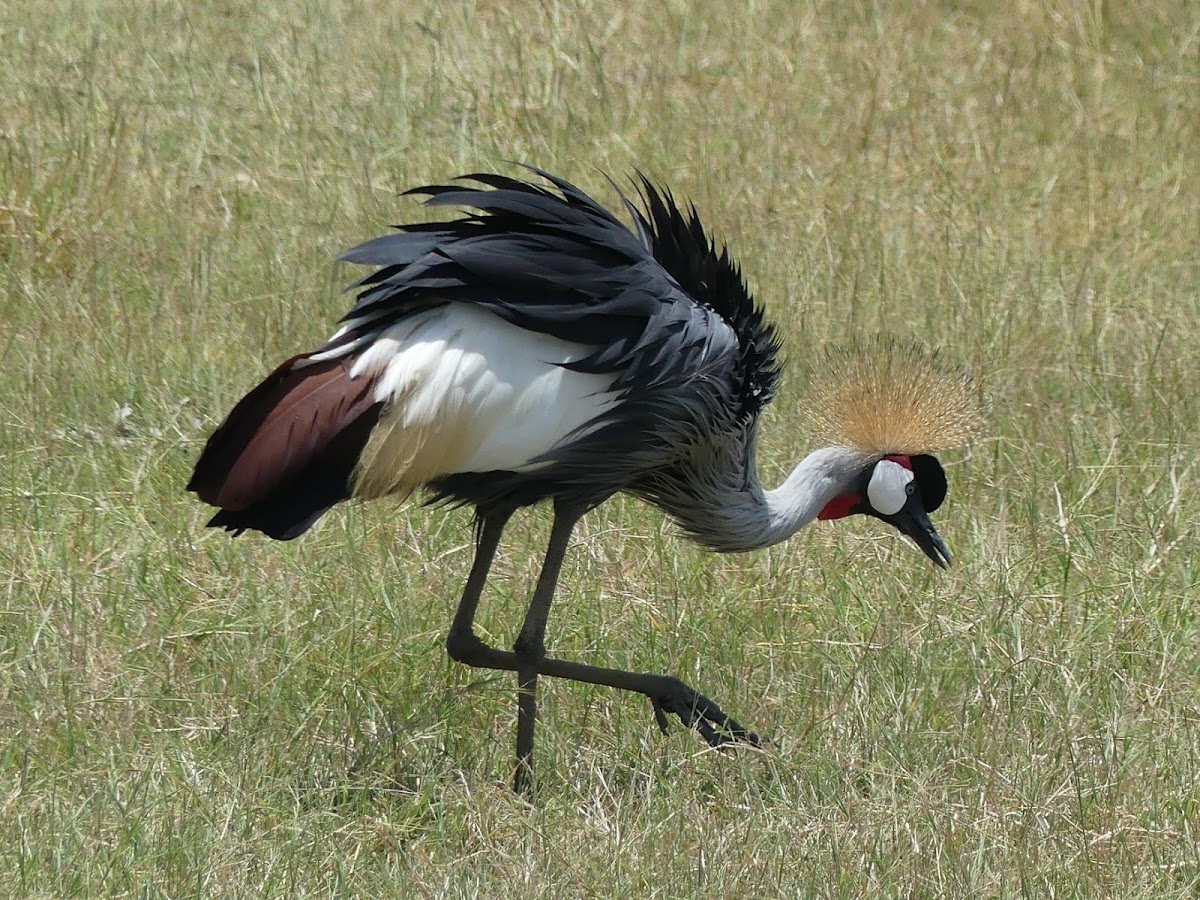 Grey-crowned Crane