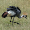 Grey-crowned Crane
