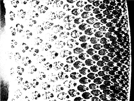 Bambú Shoot 5 screenshots 2