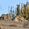 Leopard - (local name in India-Tendua/Bagh)