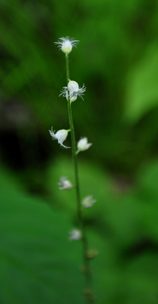 Twoleaf Bishop's Cap