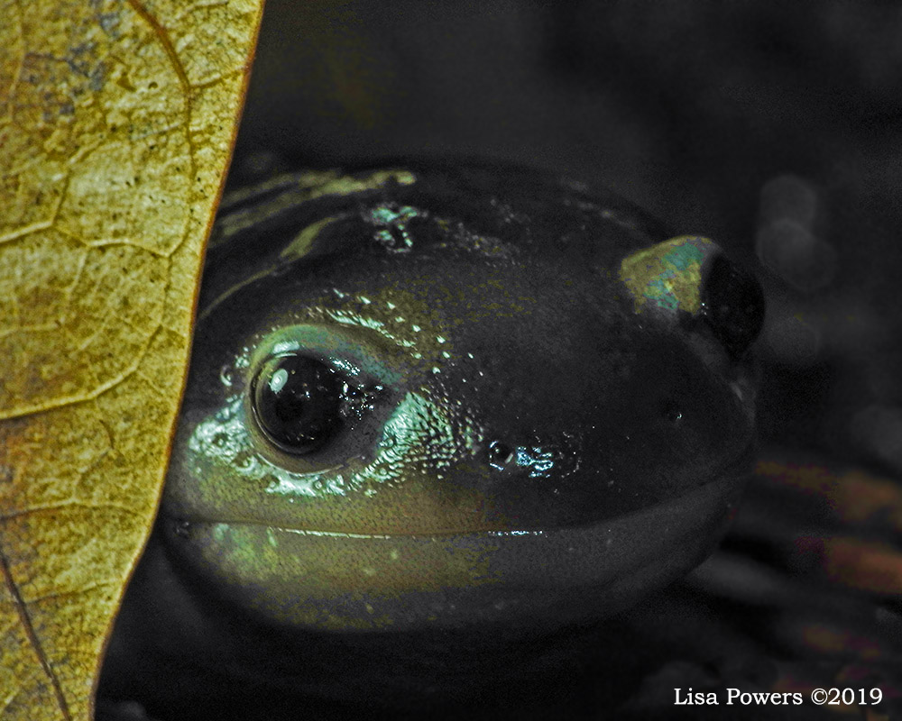 Yellow Spotted Salamander