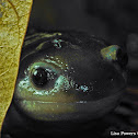 Yellow Spotted Salamander