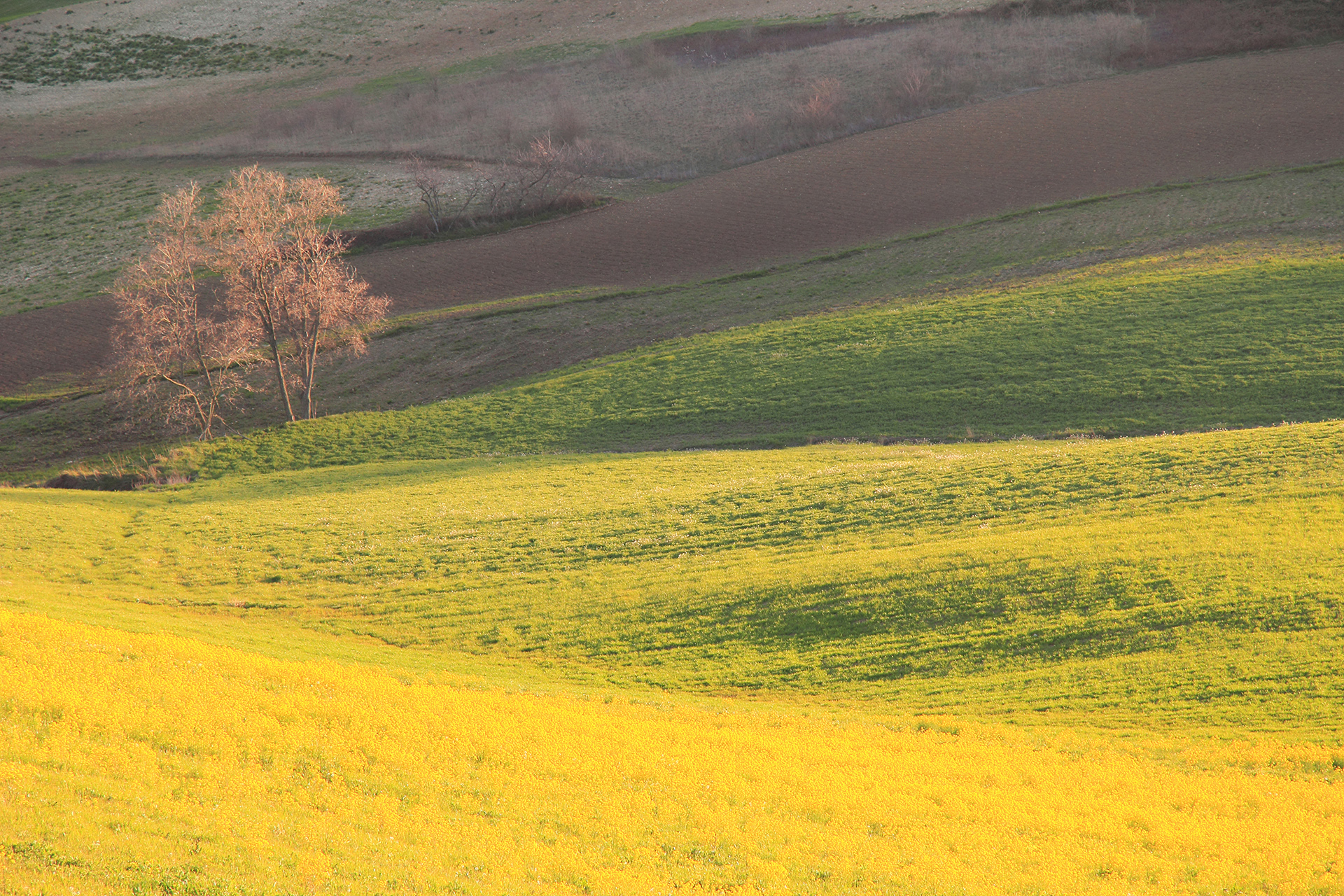 la campagna a primavera di rino_savastano