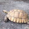 African spurred tortoise