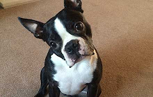 Boston Terrier Themes & New Tab small promo image