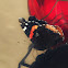 Red Admiral