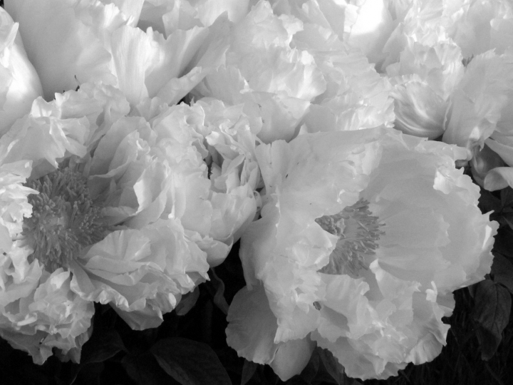 Peonie di roxelle