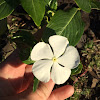 White Periwinkle (Pervenche)