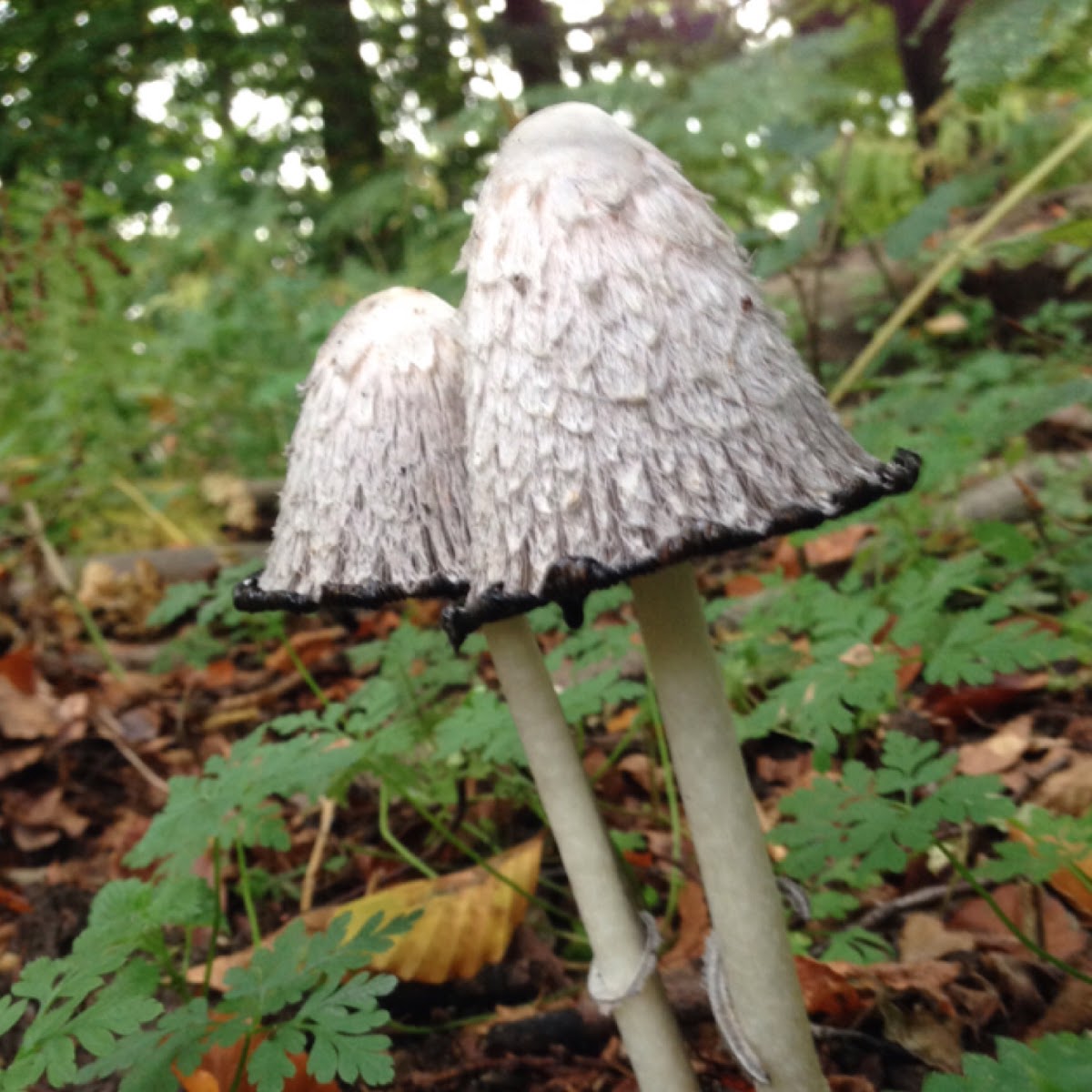 Inky cap