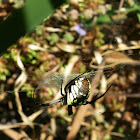 Black-and-Yellow Argiope