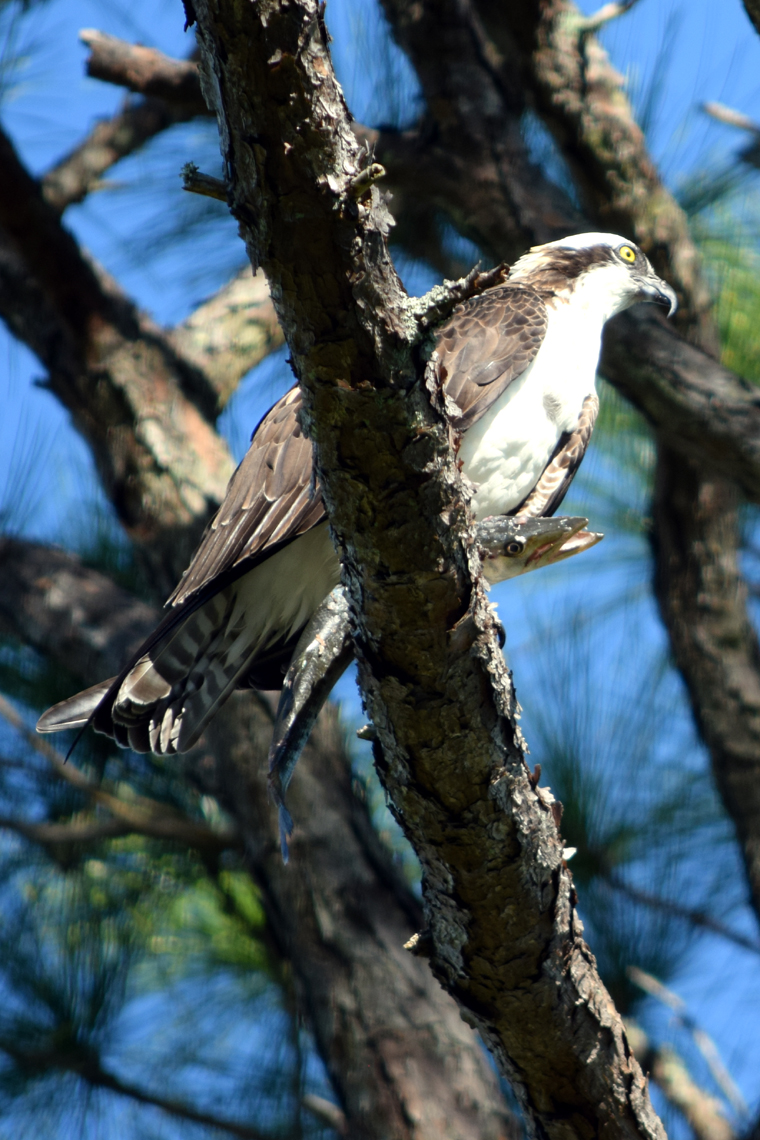 Osprey