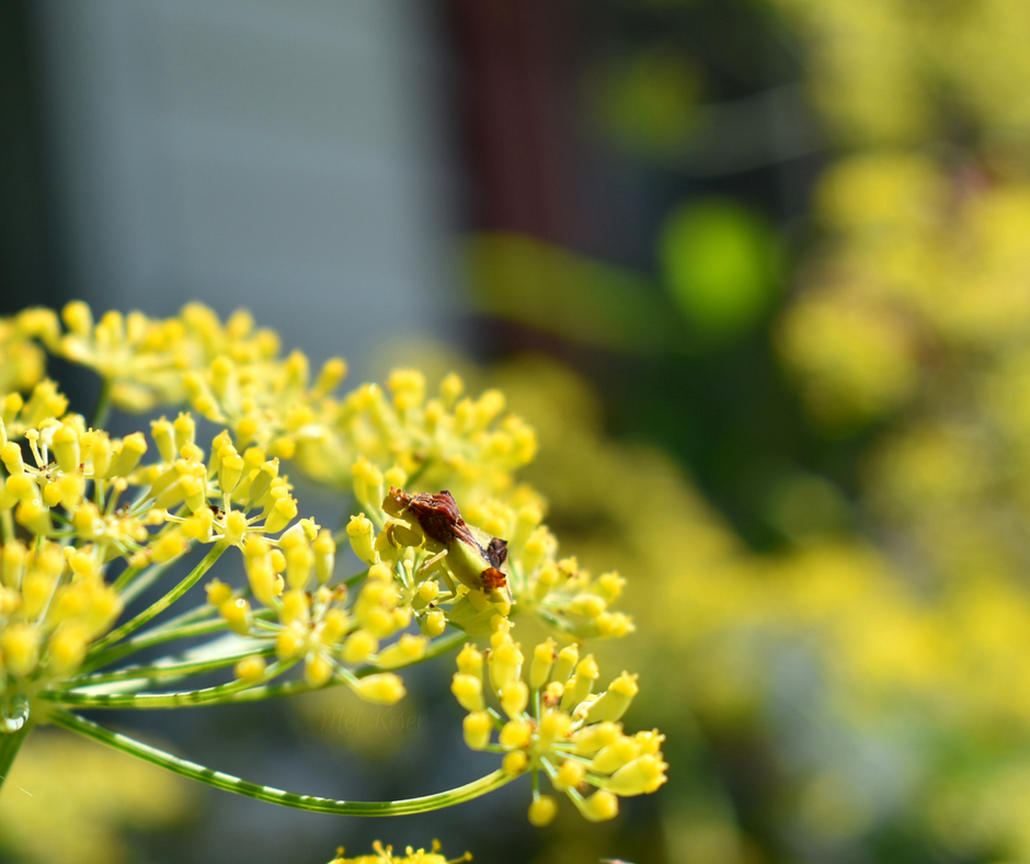 Ambush Bug