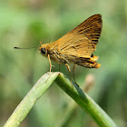 Pale Palm Dart