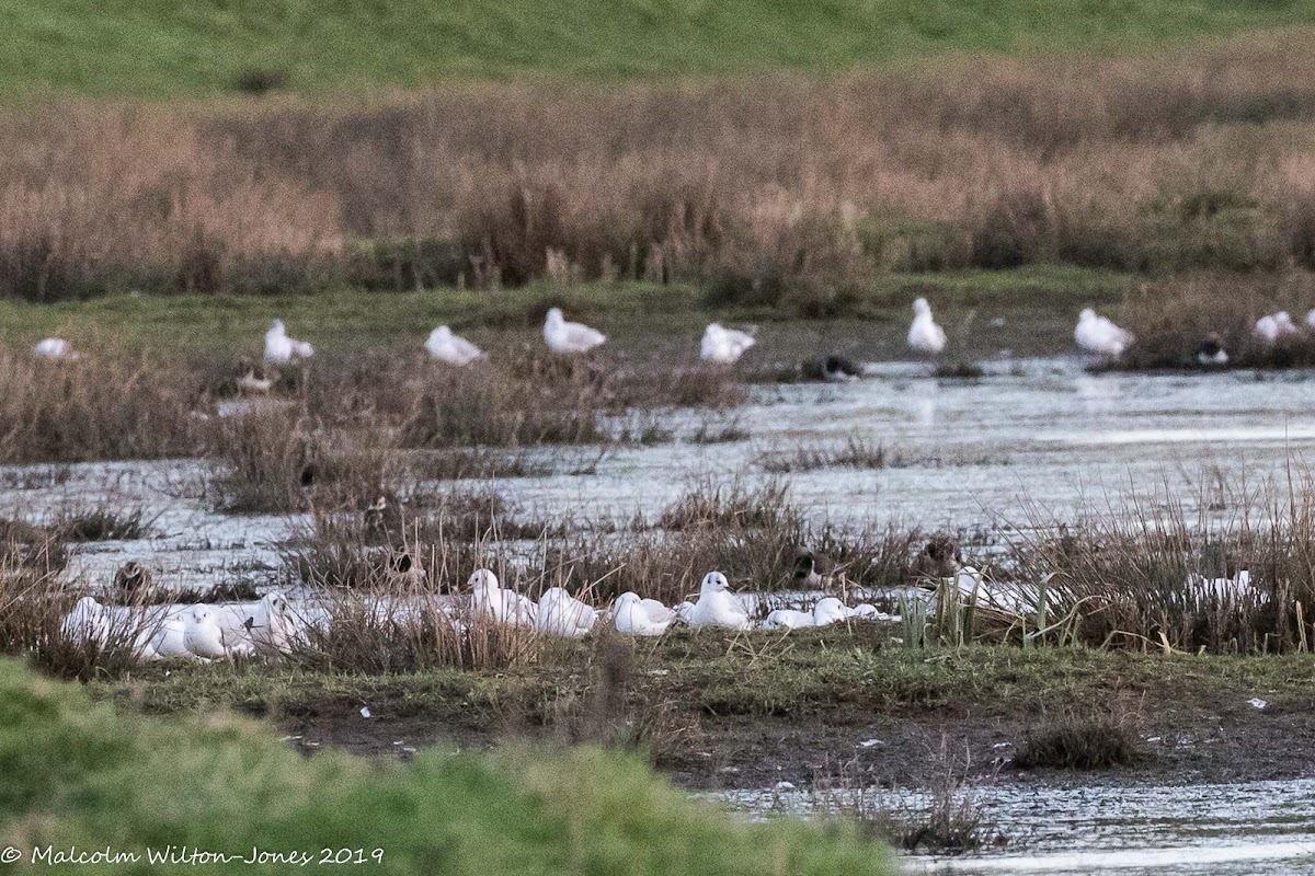 Black-headed Gull