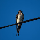 Striated swallow