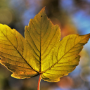 Three-sided leaf