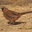 Abert's towhee