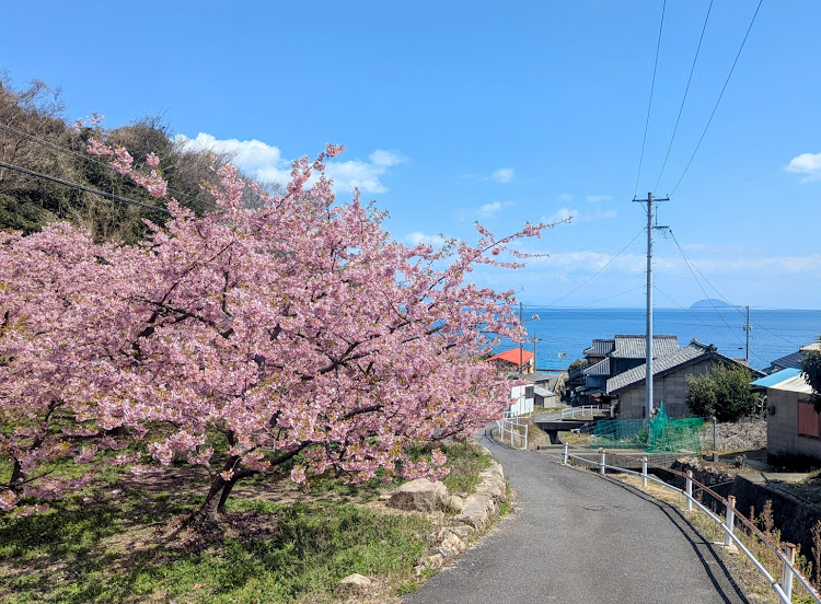 ビートのドライブ・河津桜・カフェカシェット・周防大島に関するカスタム事例の投稿画像6枚目
