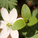 Round Lobed Hepatica