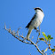 Loggerhead Shrike