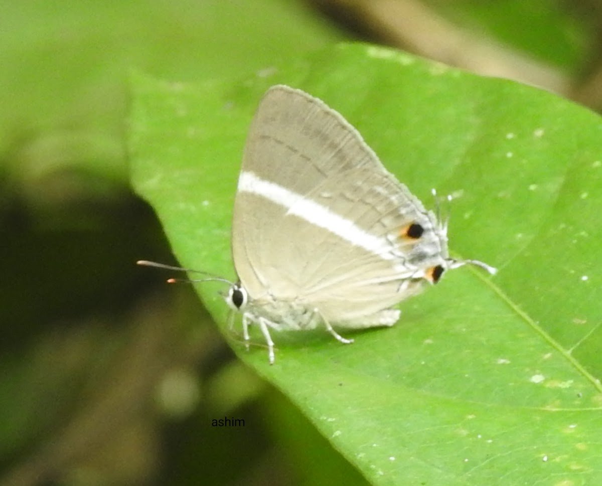 Assam tufted royal