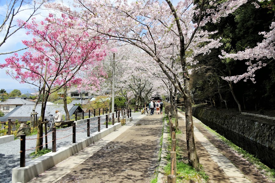 spacer filozofa, ścieżka filozofa, Kioto
