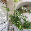 lacy tree philodendron, selloum