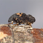 Weevil