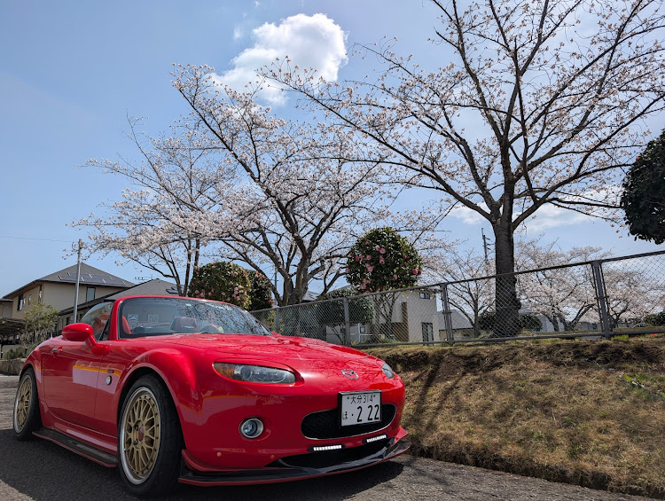 ロードスターのサクラと愛車・半ケツ・愛車のお尻はこんな感じ・MAZDAの赤・やっぱり赤が好きに関するカスタム事例の投稿画像1枚目