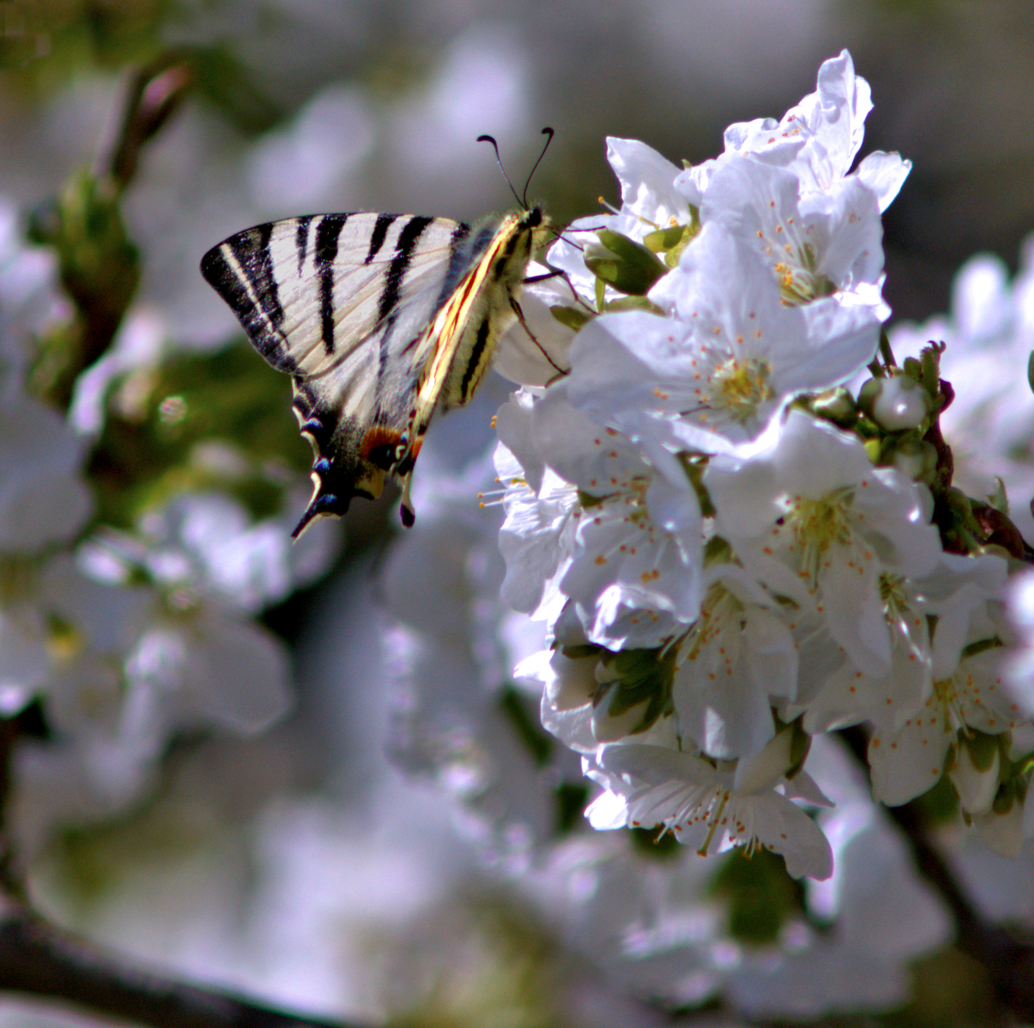 inpollinatrice di ruggeri alessandro